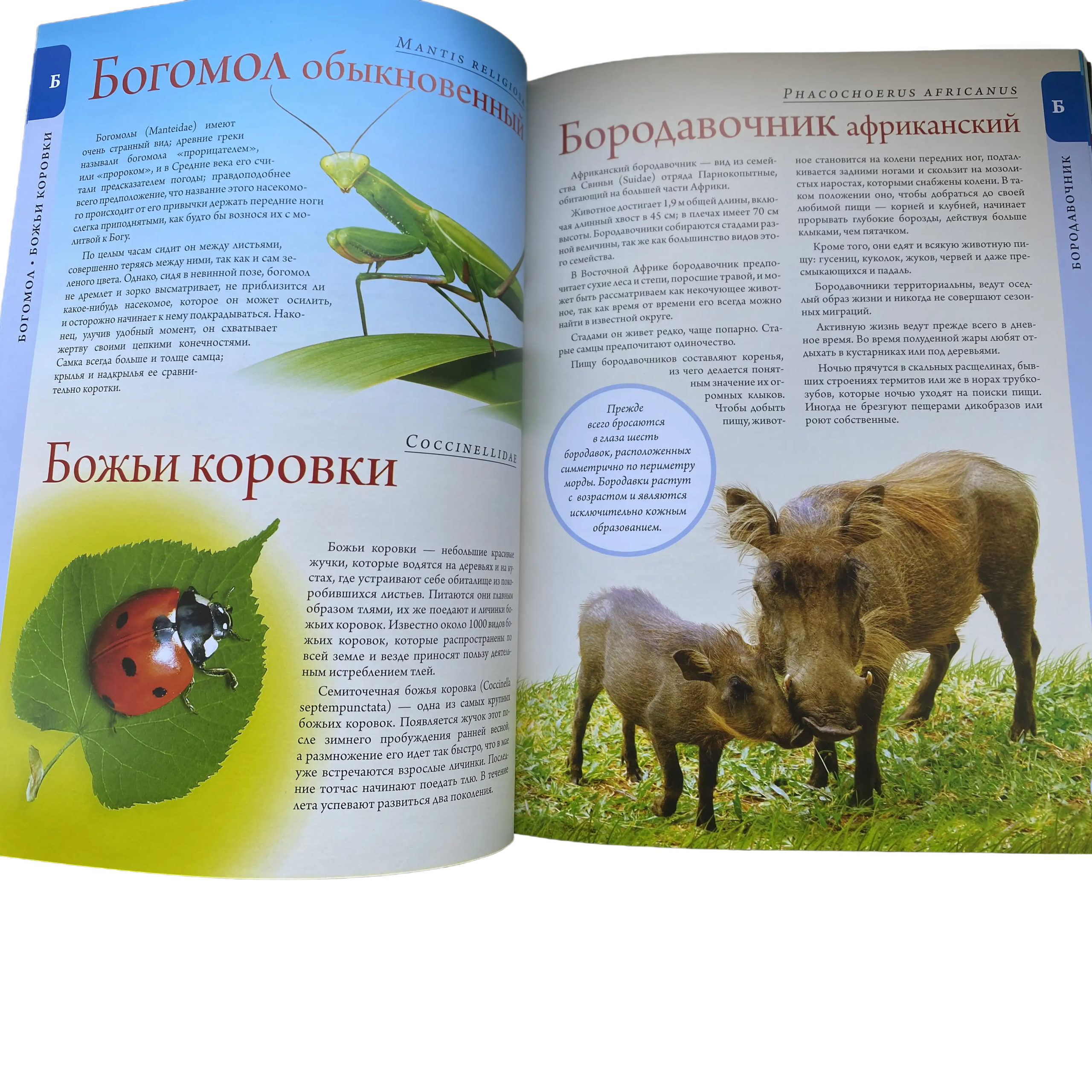 Альфред Брем Жизнь животных подарочная книга Альфред Брем Жизнь животных подарочная книга